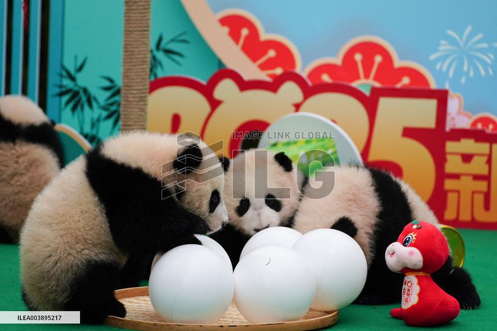 Giant Panda Cubs Presented for Spring Festival - China