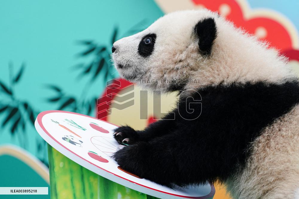 Giant Panda Cubs Presented for Spring Festival - China