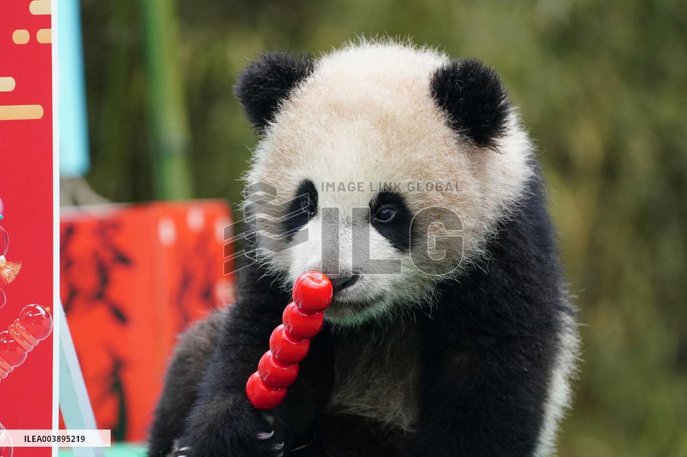 Giant Panda Cubs Presented for Spring Festival - China