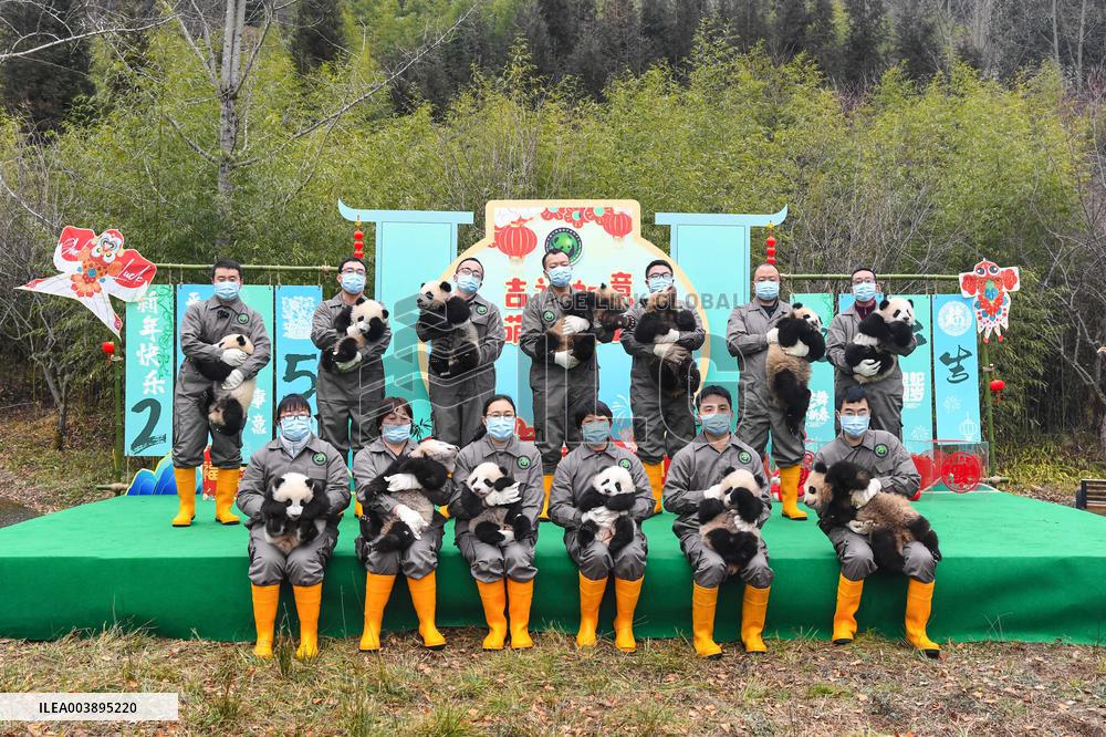 Giant Panda Cubs Presented for Spring Festival - China