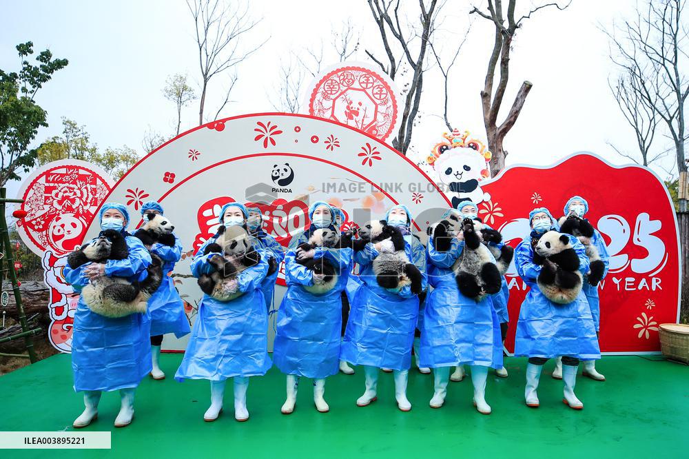 Giant Panda Cubs Presented for Spring Festival - China