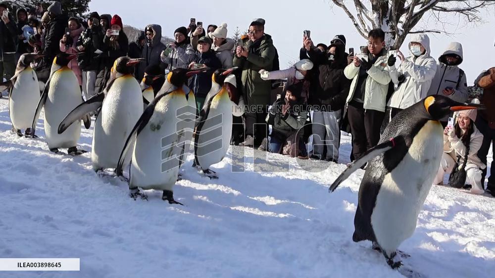 Parade of penguins in Hokkaido