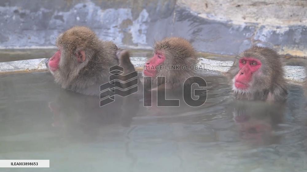 Japanese monkeys in hot spring