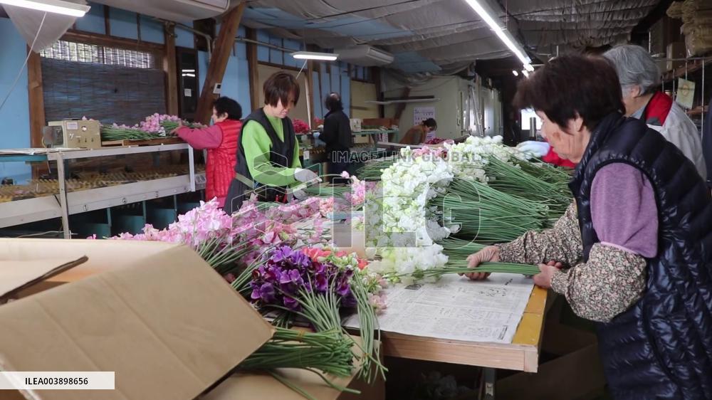 [Breaking News]Shipment of sweet peas in southwestern Japan