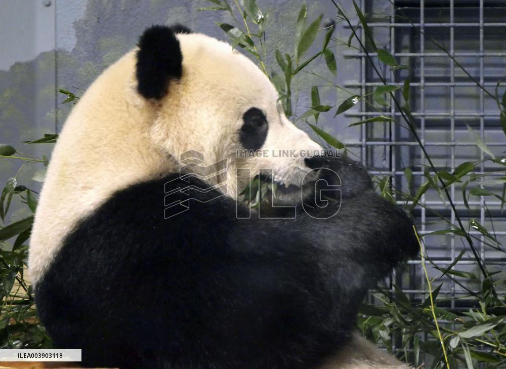 Pandas debut to public at Smithsonian's National Zoo