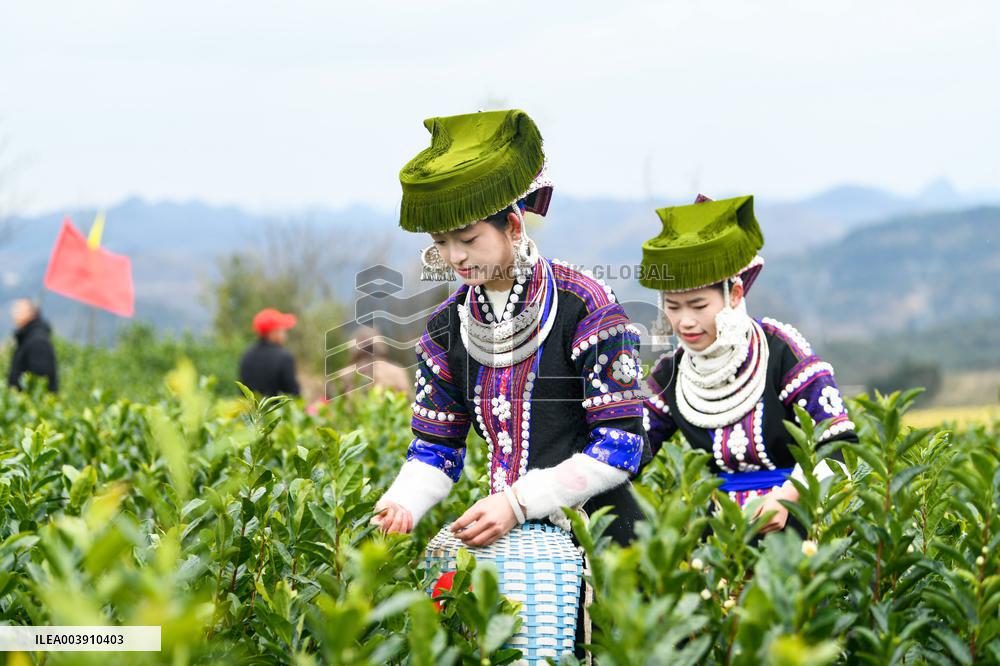 Tea Picking Contest in Qianxinan