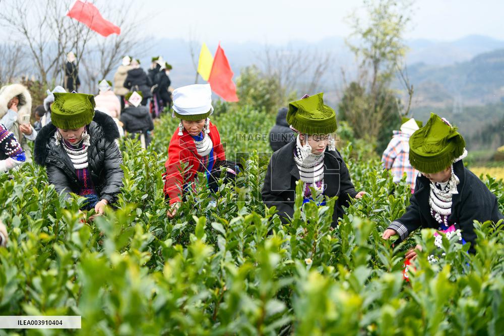 Tea Picking Contest in Qianxinan