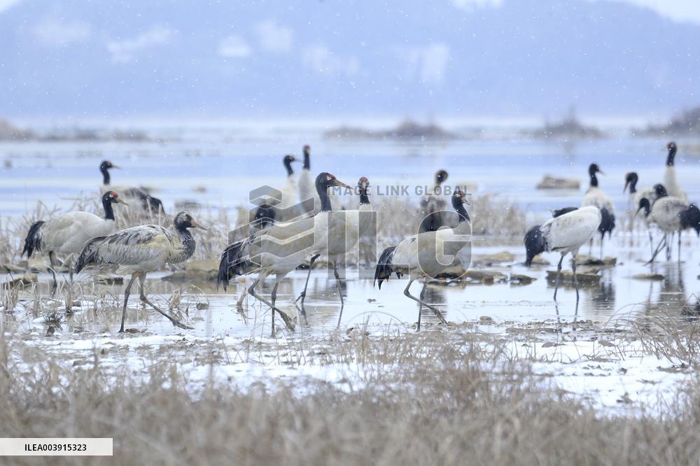 Black-necked Cranes