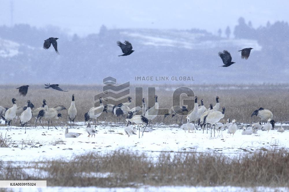 Black-necked Cranes