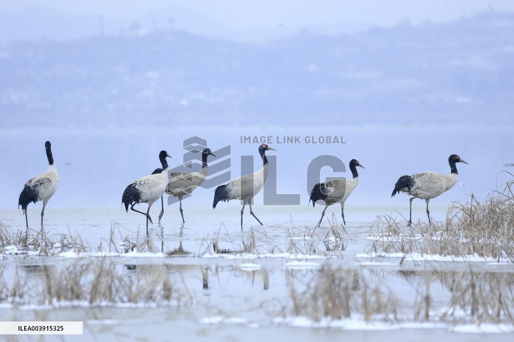 Black-necked Cranes