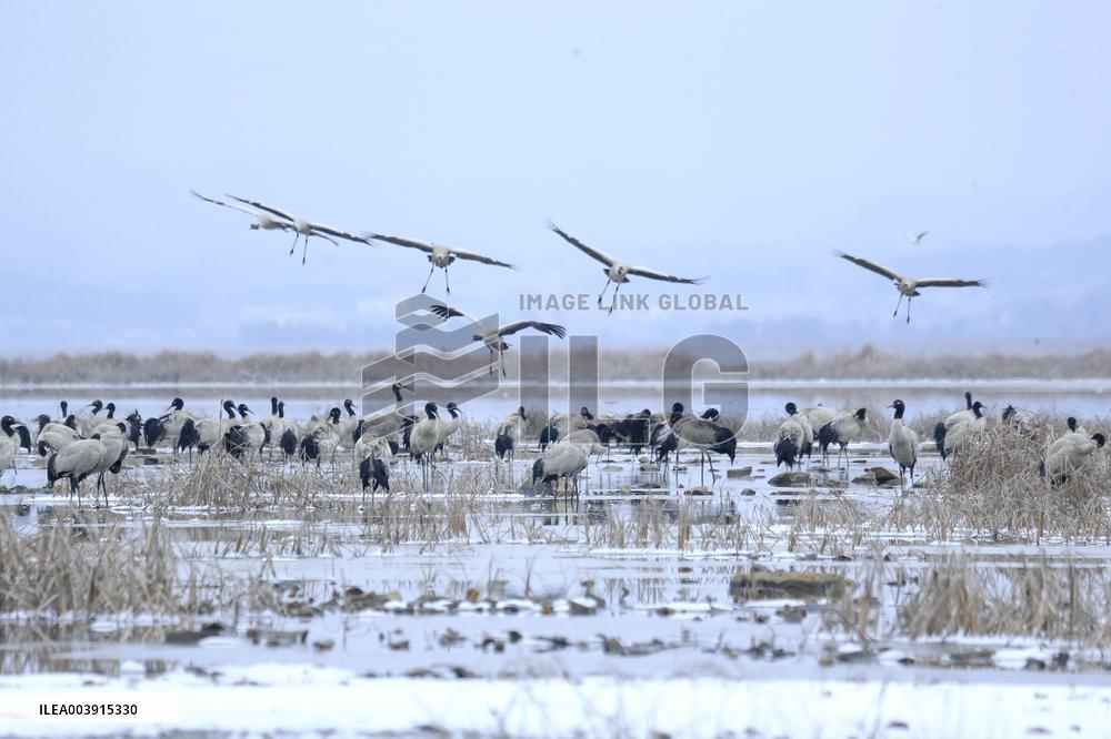 Black-necked Cranes