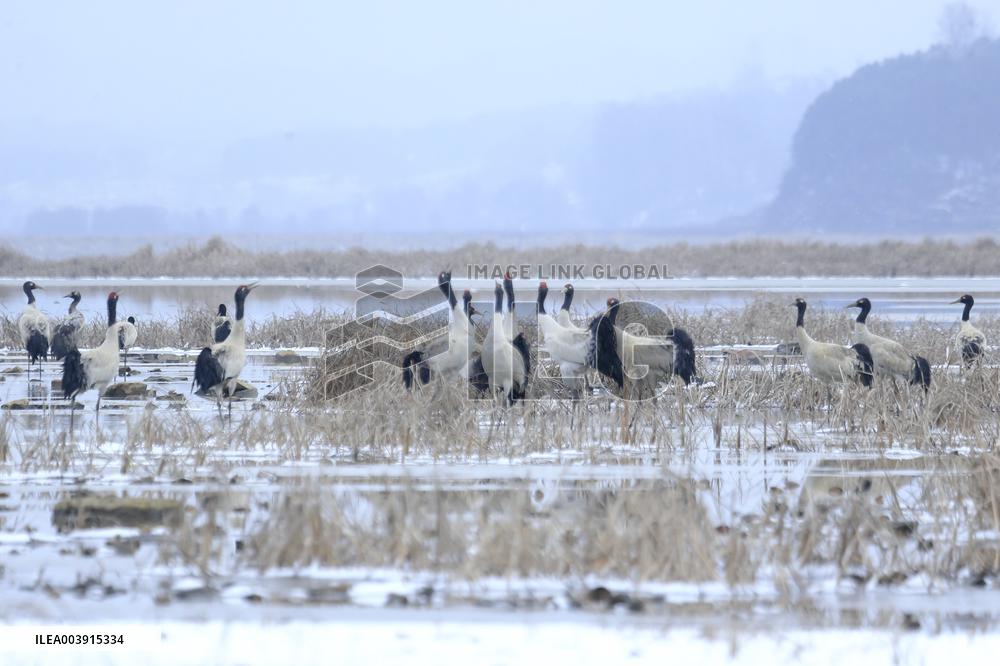 Black-necked Cranes