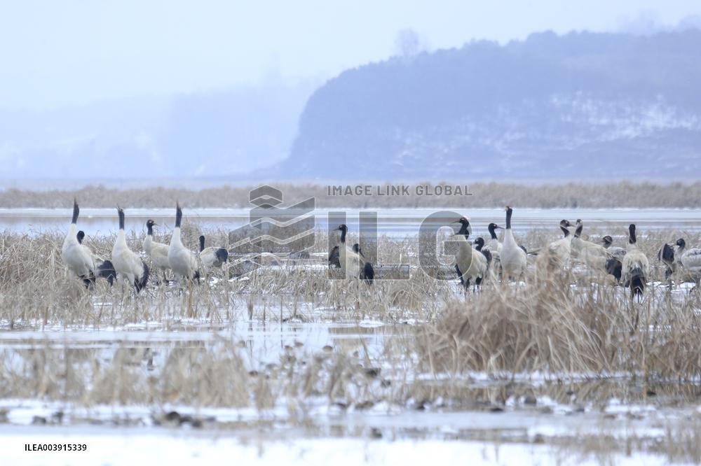 Black-necked Cranes
