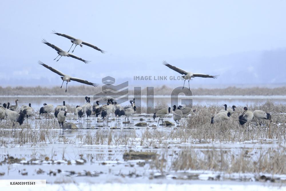 Black-necked Cranes