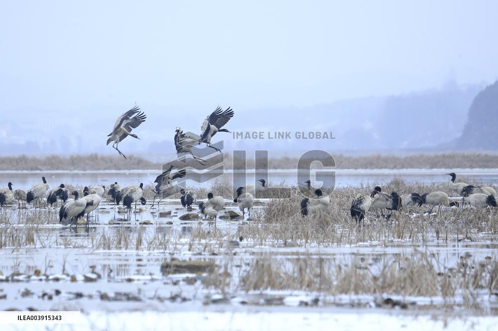 Black-necked Cranes