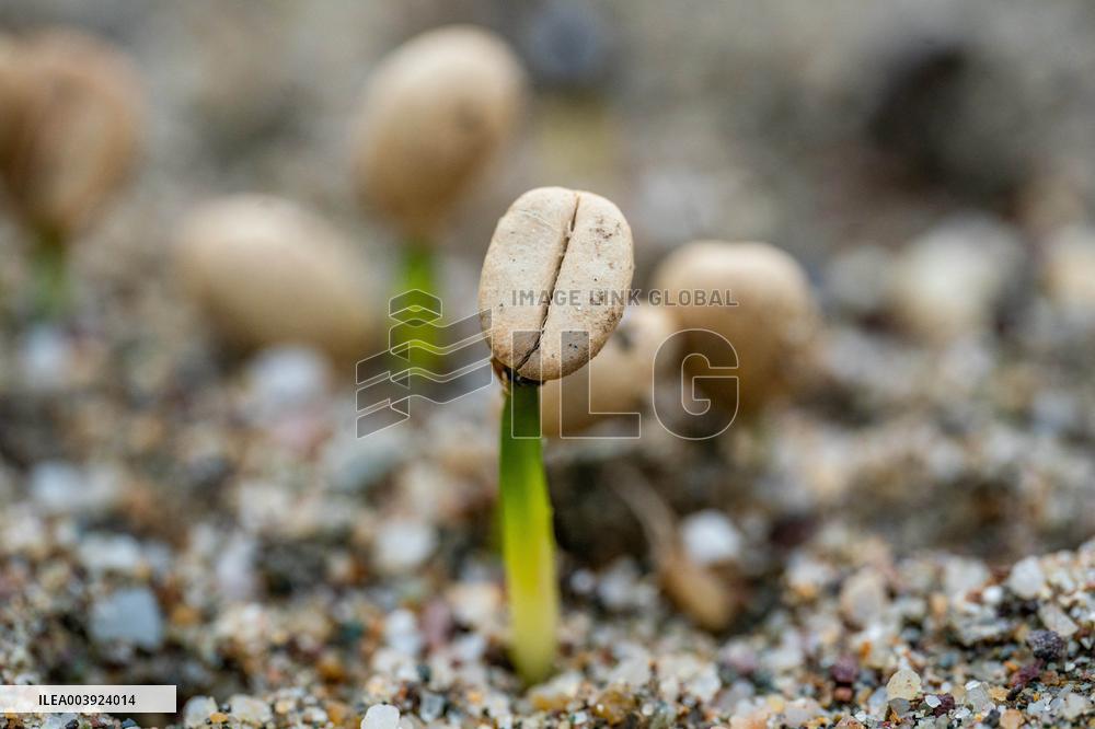 Coffee Industry - China
