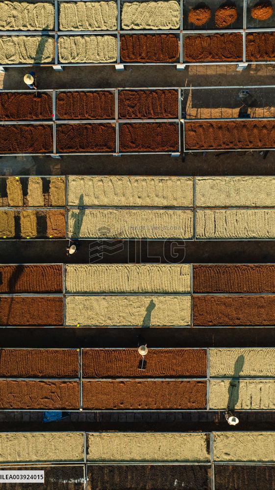 Coffee Industry - China