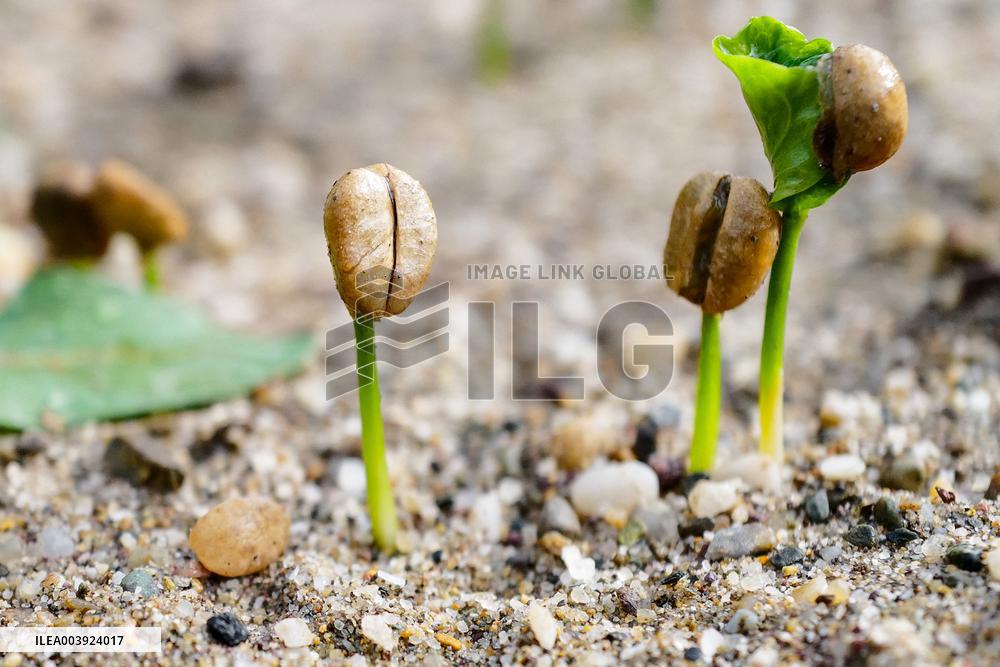 Coffee Industry - China