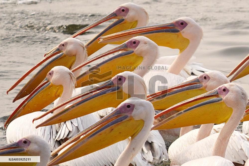 Great White Pelicans In The Lake - Ajmer