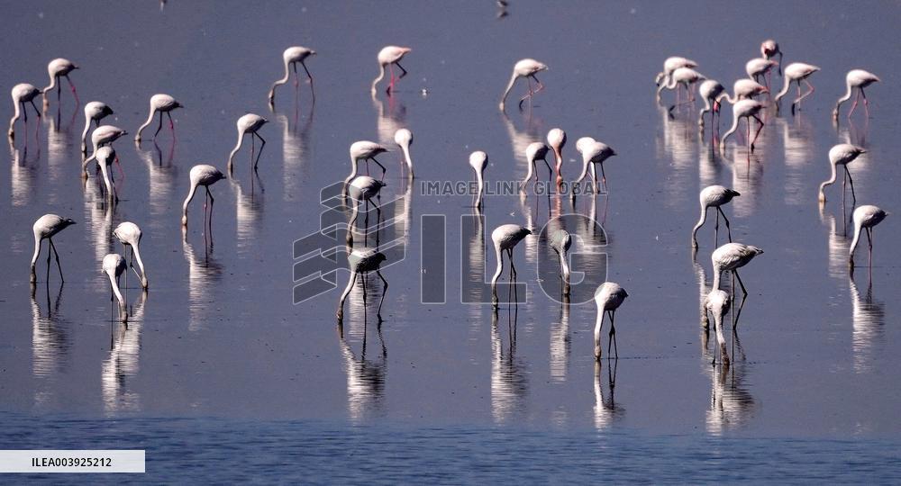 Flamingos is seen at Sambhar Salt Lake - India