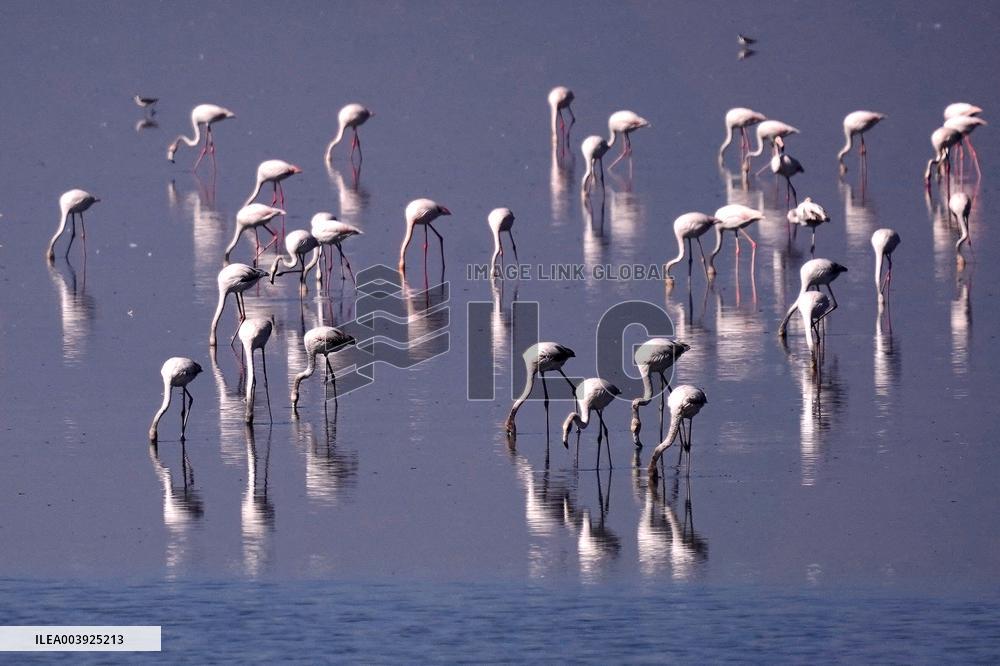 Flamingos is seen at Sambhar Salt Lake - India