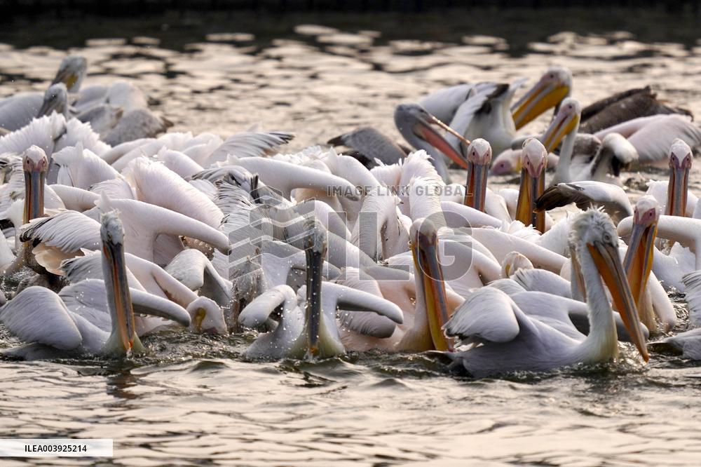 Great White Pelicans In The Lake - Ajmer