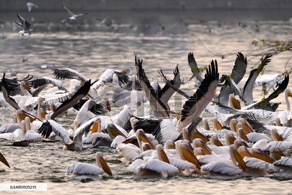 Great White Pelicans In The Lake - Ajmer