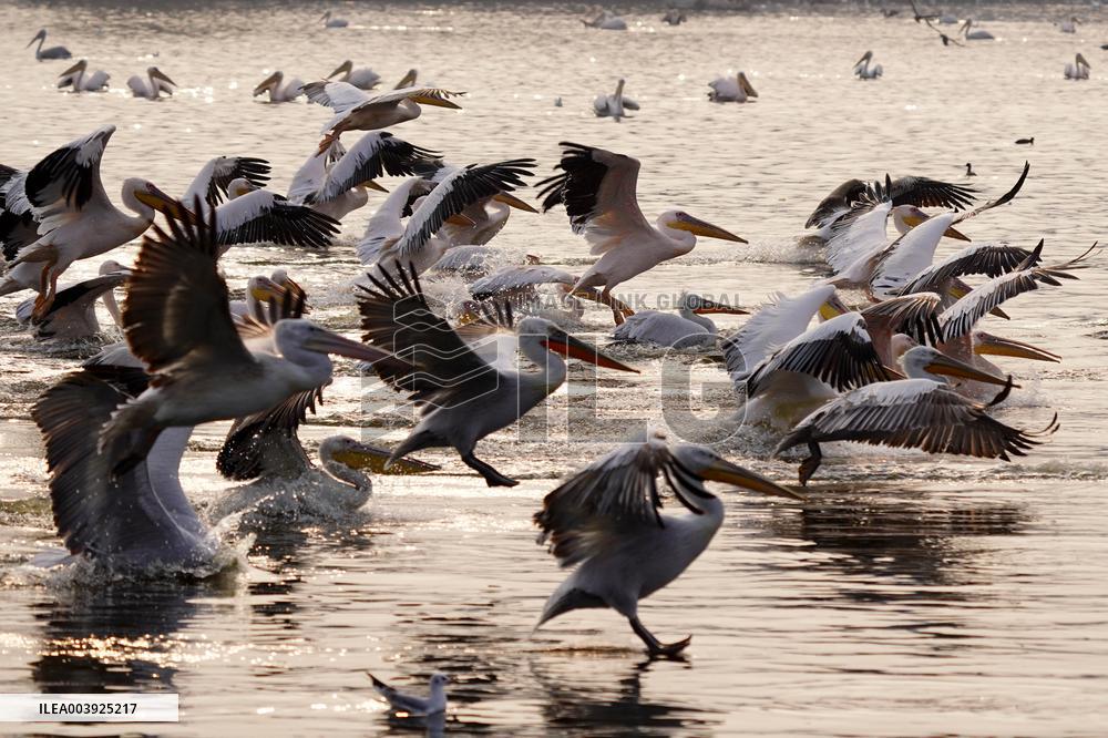 Great White Pelicans In The Lake - Ajmer