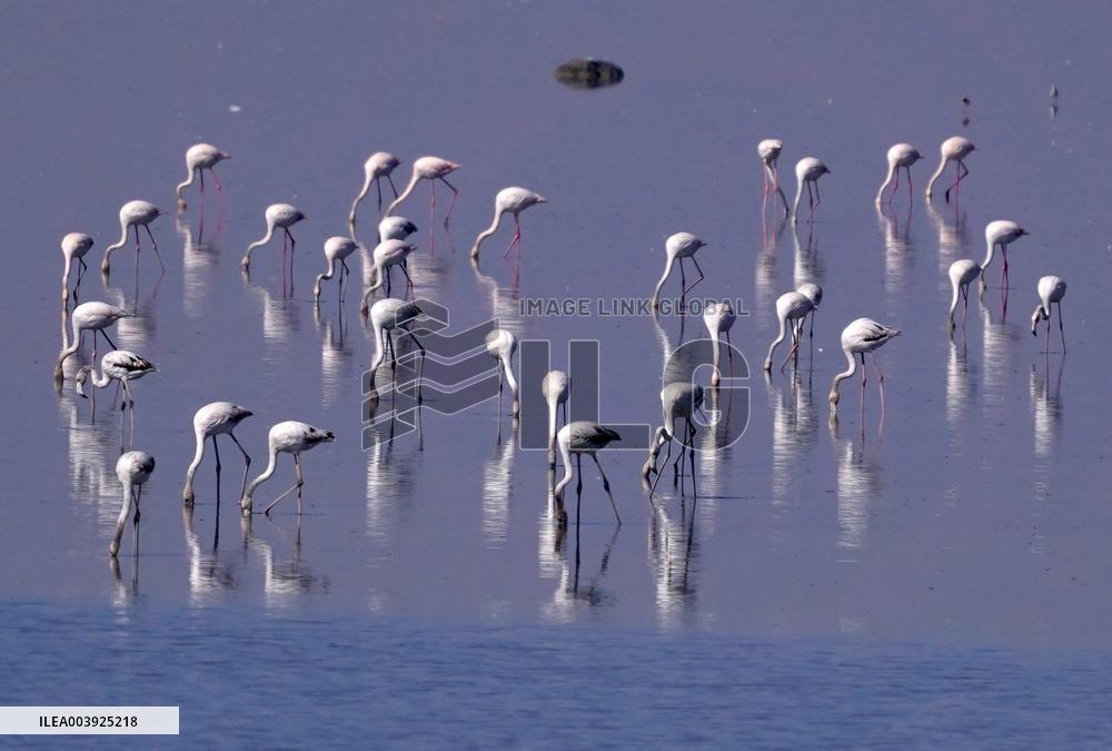 Flamingos is seen at Sambhar Salt Lake - India