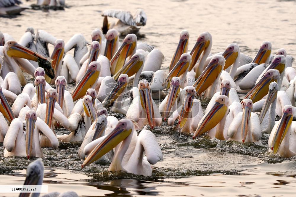 Great White Pelicans In The Lake - Ajmer