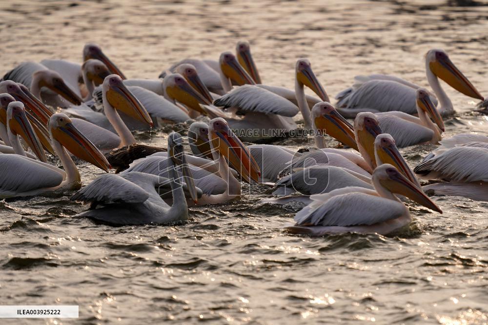 Great White Pelicans In The Lake - Ajmer