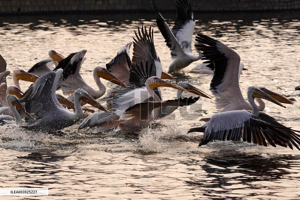Great White Pelicans In The Lake - Ajmer