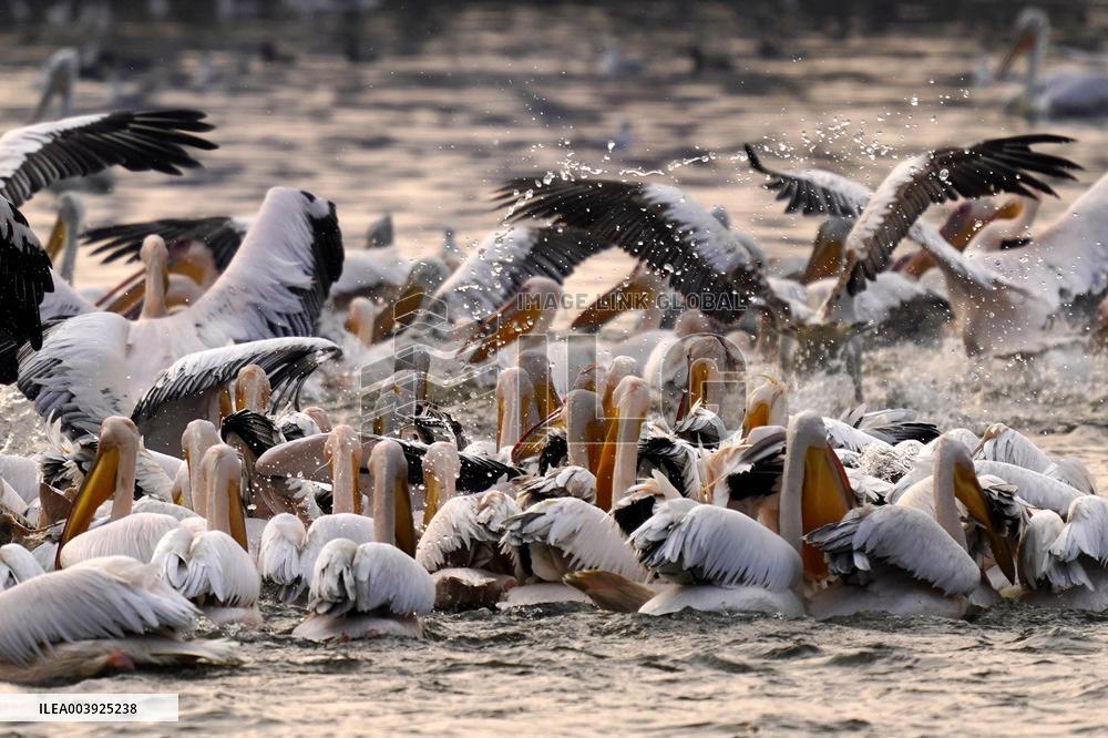 Great White Pelicans In The Lake - Ajmer