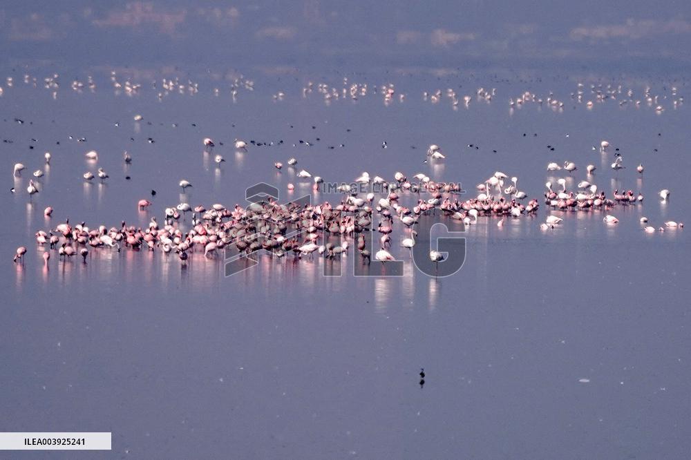 Flamingos is seen at Sambhar Salt Lake - India