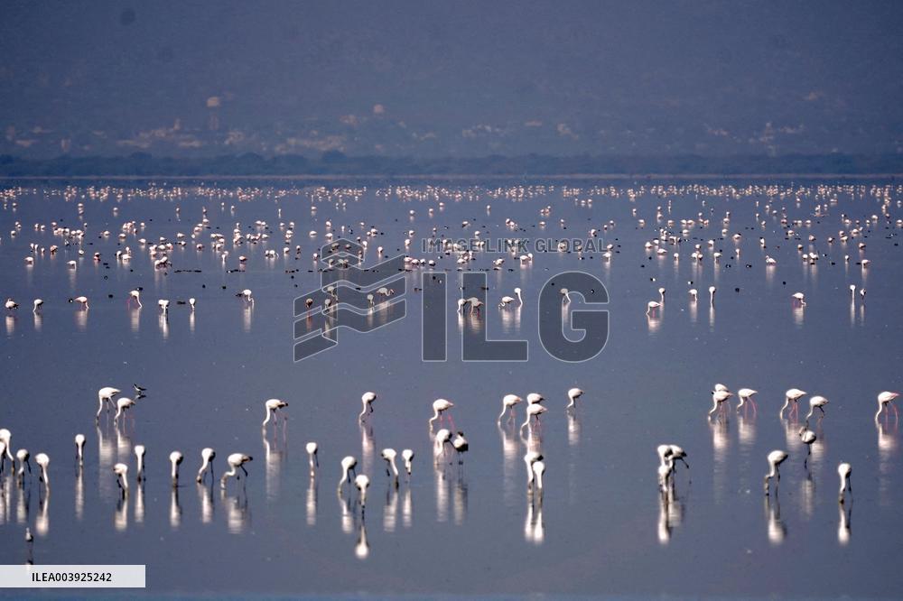 Flamingos is seen at Sambhar Salt Lake - India