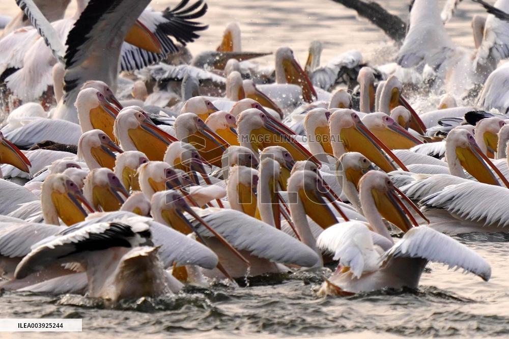 Great White Pelicans In The Lake - Ajmer