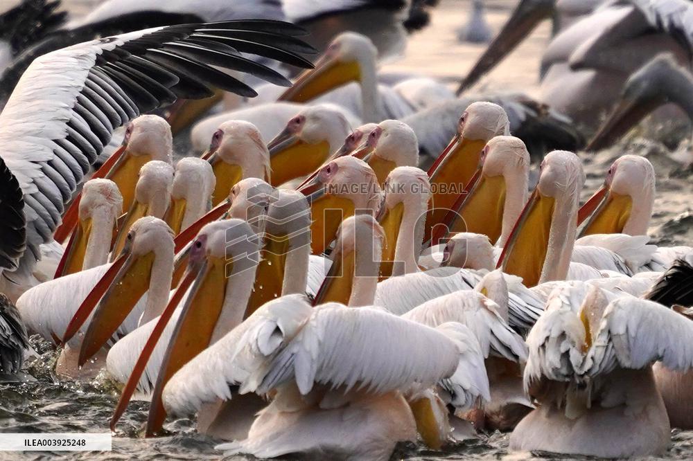 Great White Pelicans In The Lake - Ajmer