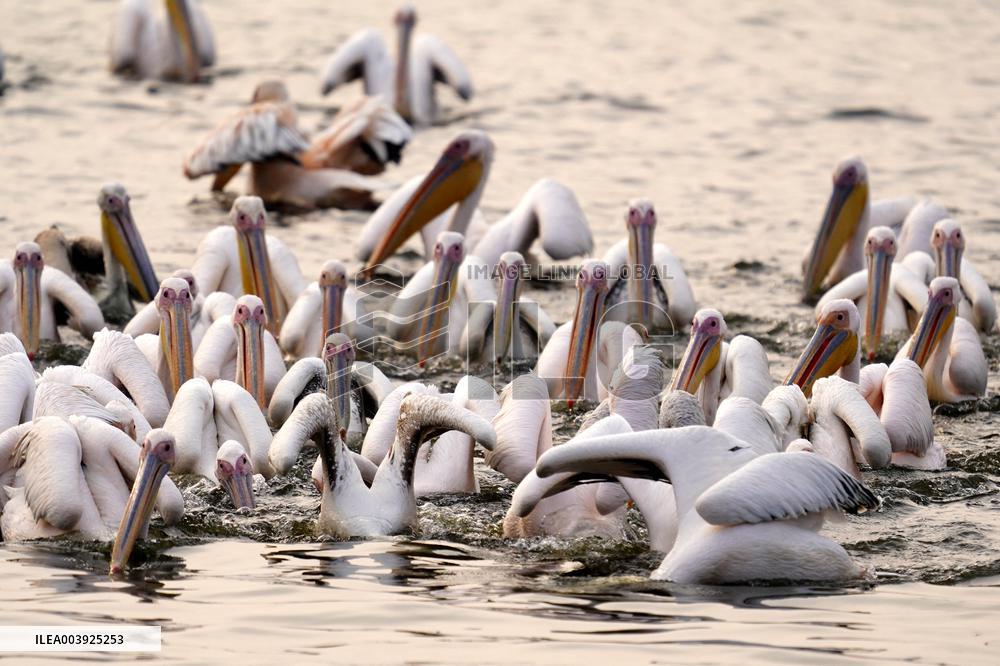 Great White Pelicans In The Lake - Ajmer