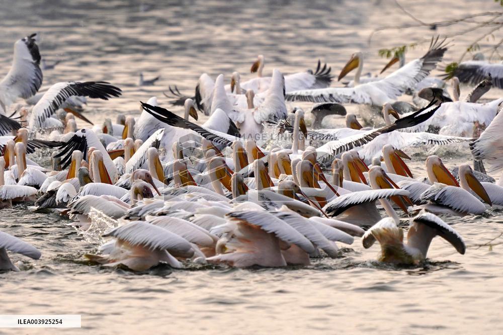 Great White Pelicans In The Lake - Ajmer