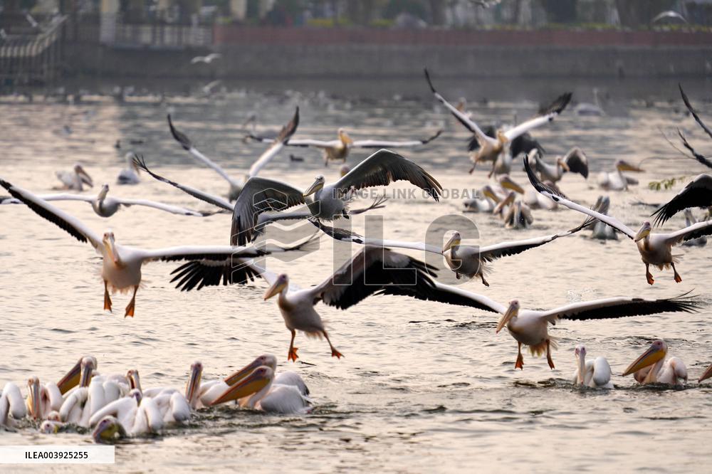 Great White Pelicans In The Lake - Ajmer