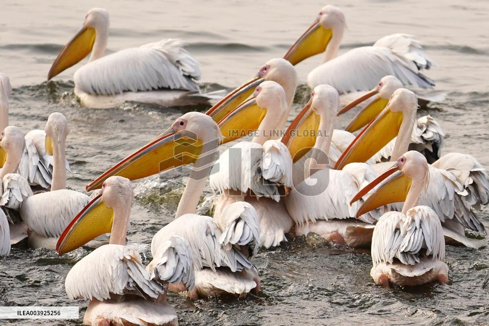 Great White Pelicans In The Lake - Ajmer