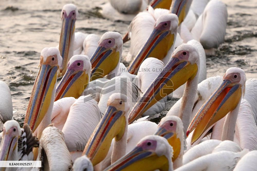 Great White Pelicans In The Lake - Ajmer