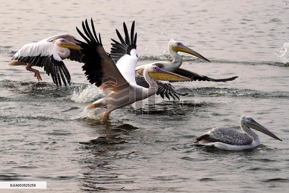 Great White Pelicans In The Lake - Ajmer