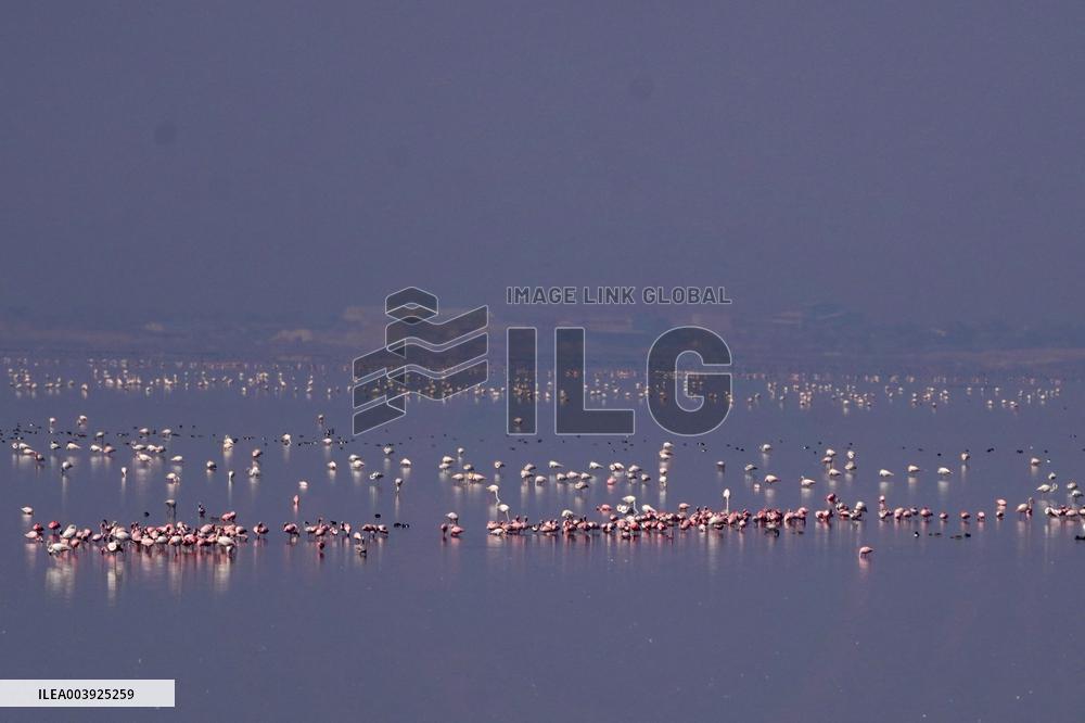 Flamingos is seen at Sambhar Salt Lake - India