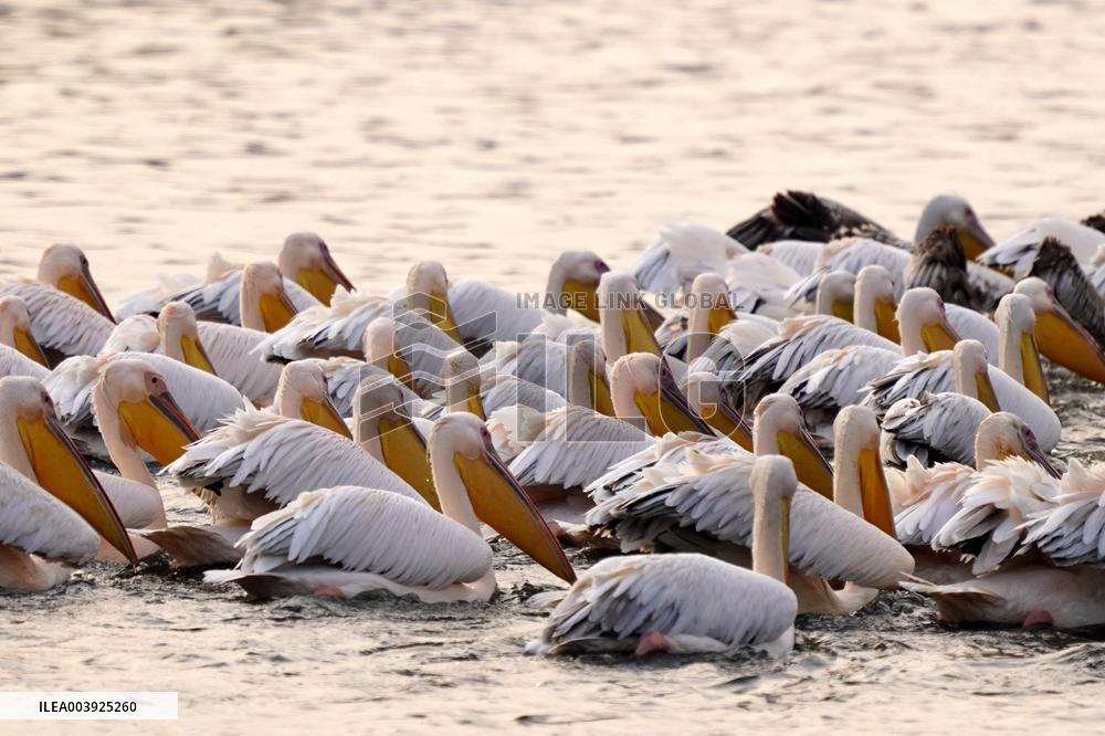 Great White Pelicans In The Lake - Ajmer