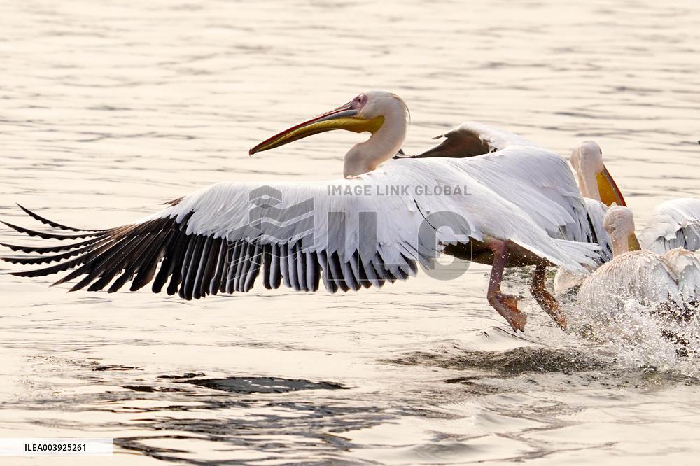 Great White Pelicans In The Lake - Ajmer