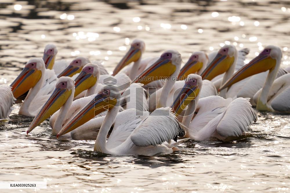 Great White Pelicans In The Lake - Ajmer