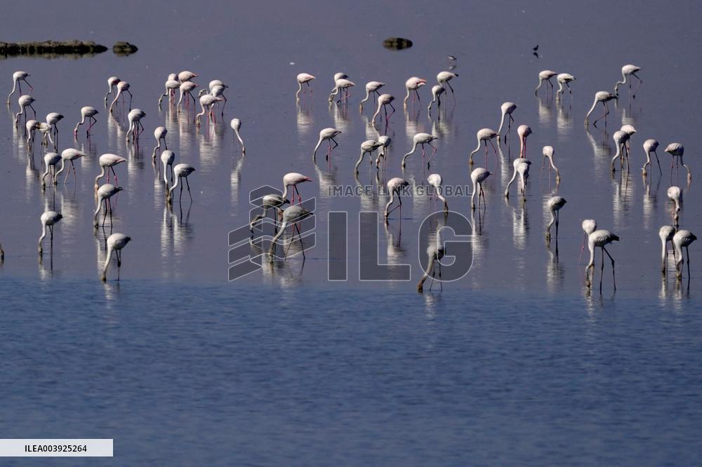 Flamingos is seen at Sambhar Salt Lake - India