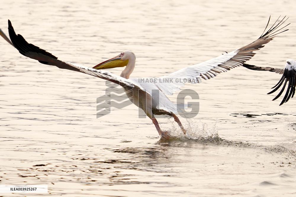 Great White Pelicans In The Lake - Ajmer
