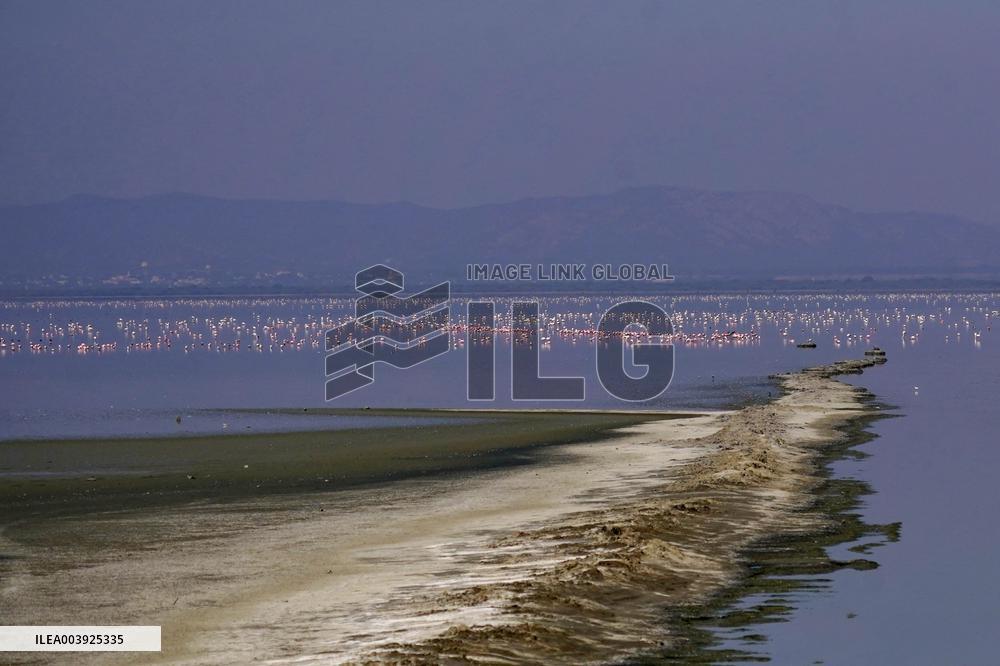 Flamingos is seen at Sambhar Salt Lake - India
